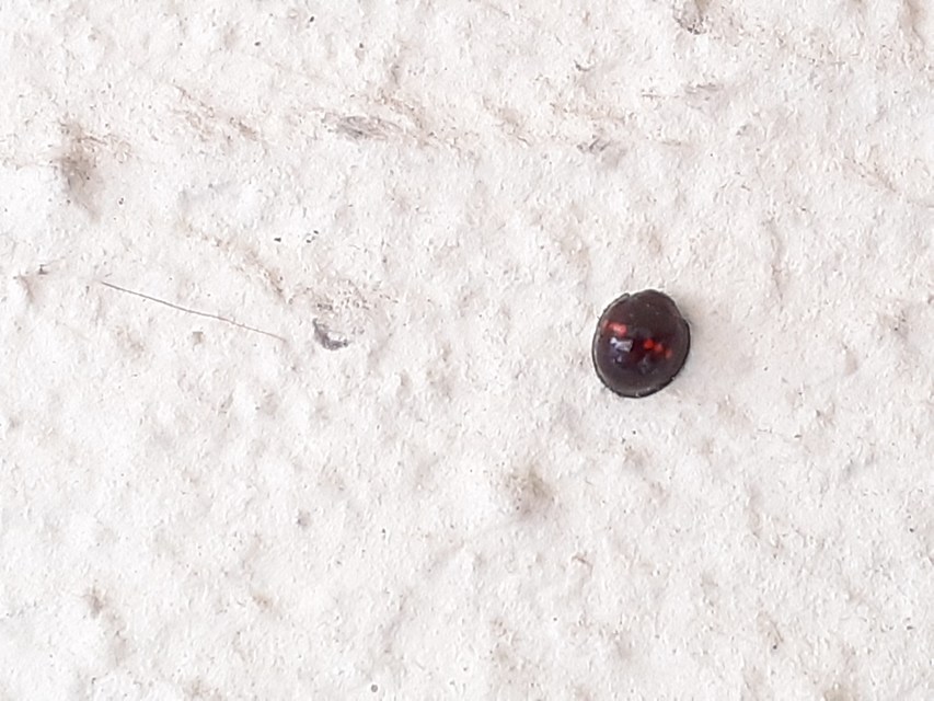 Chilocorus bipustulatus - szalagos szerecsenkata