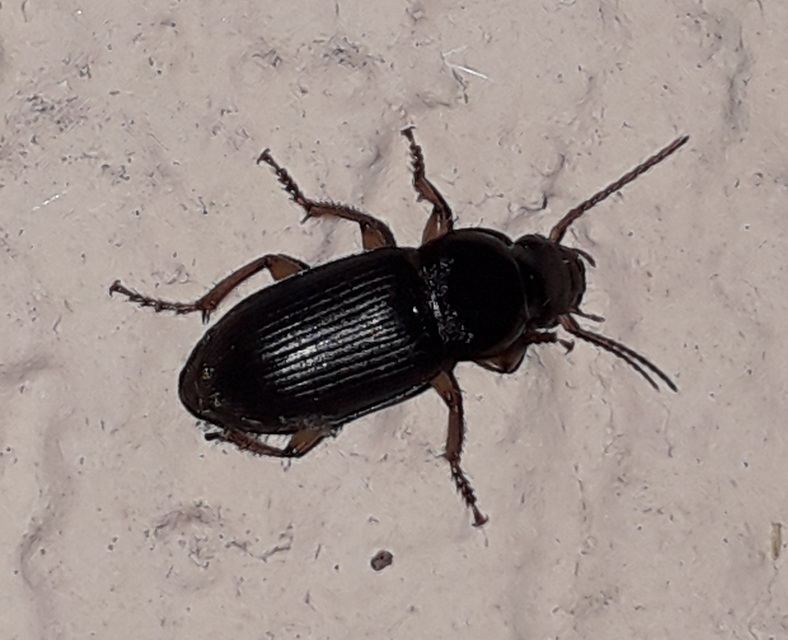 Harpalus griseus - kis selymesfutó