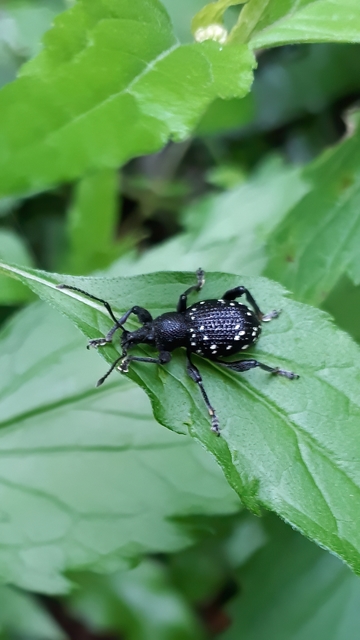 Otiorhynchus gemmatus - ékköves gyalogormányos