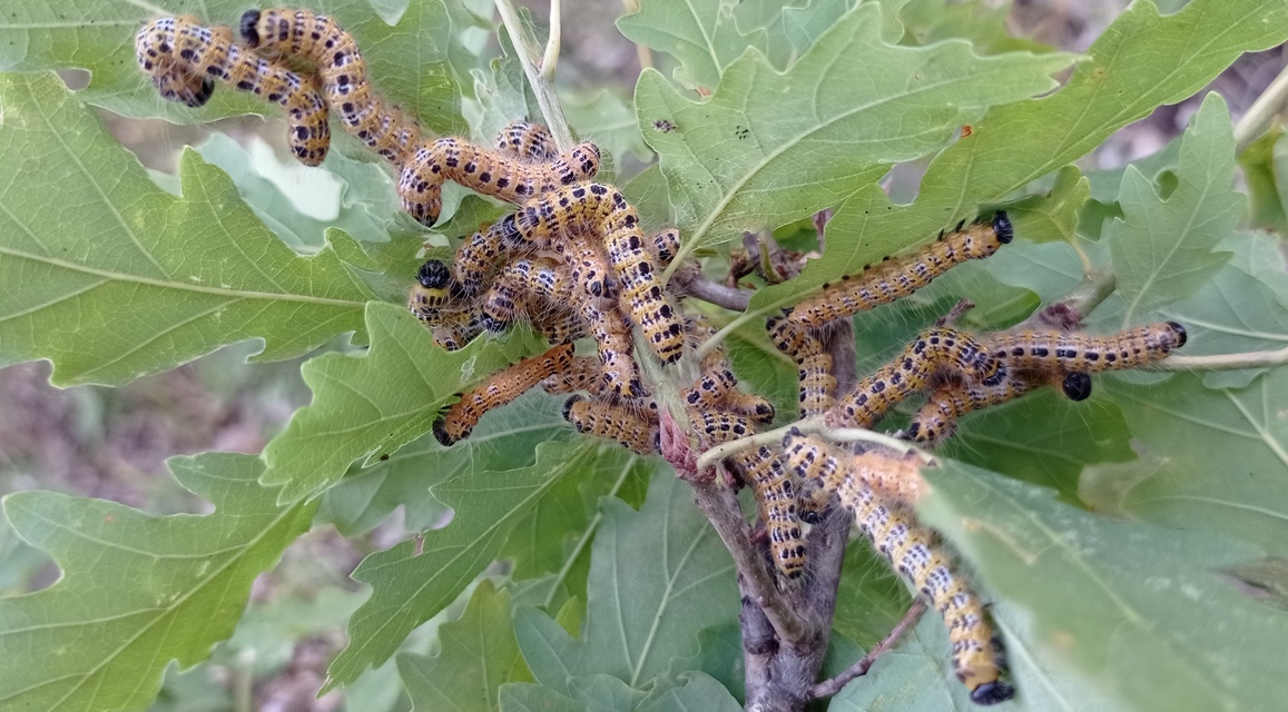 Phalera bucephala - sárgafoltos púposszövő