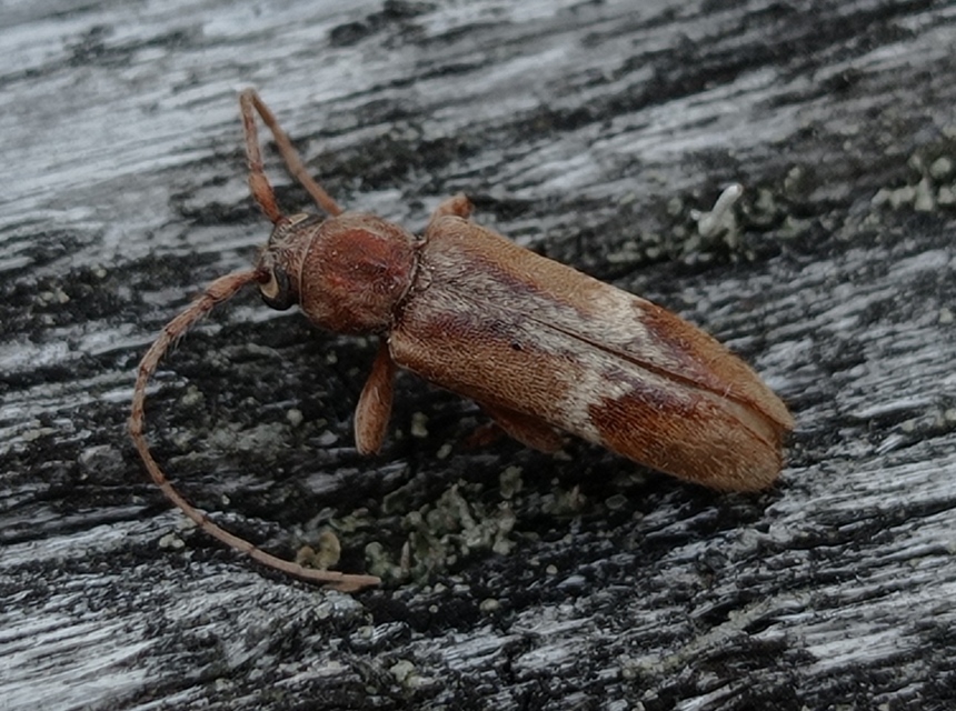 Trichoferus pallidus - sápadt éjicincér
