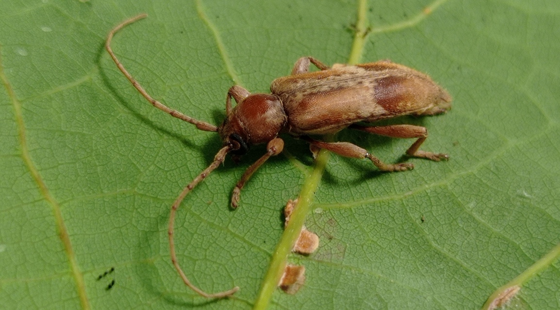 Trichoferus pallidus - sápadt éjicincér