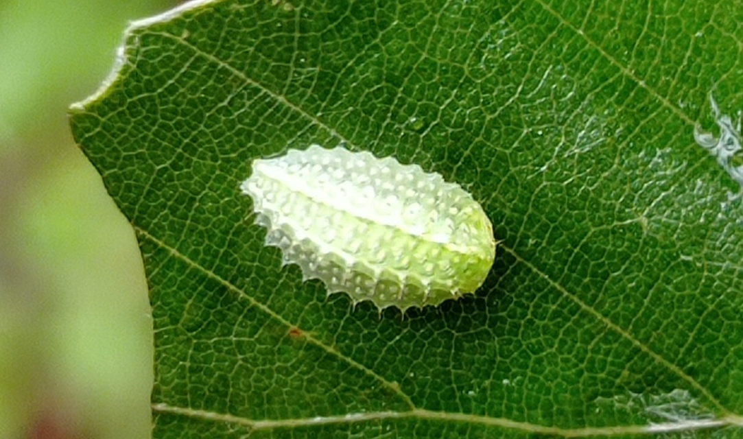 Apoda limacodes - kagylólepke