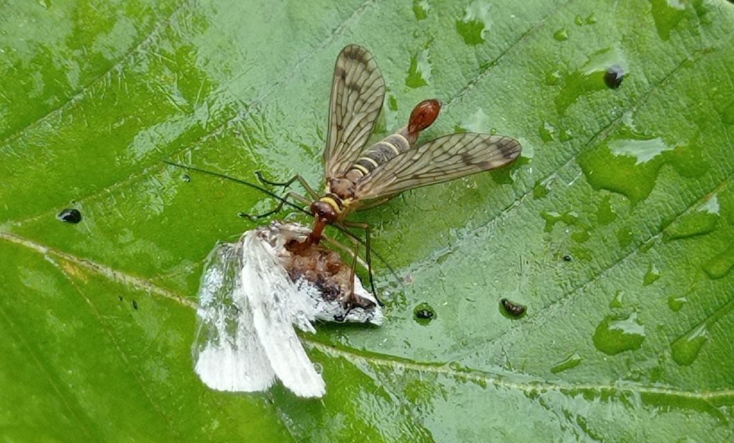 Panorpa cognata