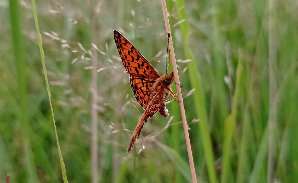 Boloria selene - fakó gyöngyházlepke