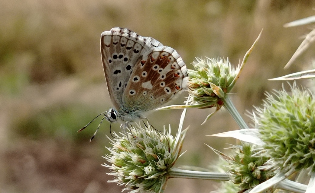 Polyommatus coridon - ezüstkék boglárka