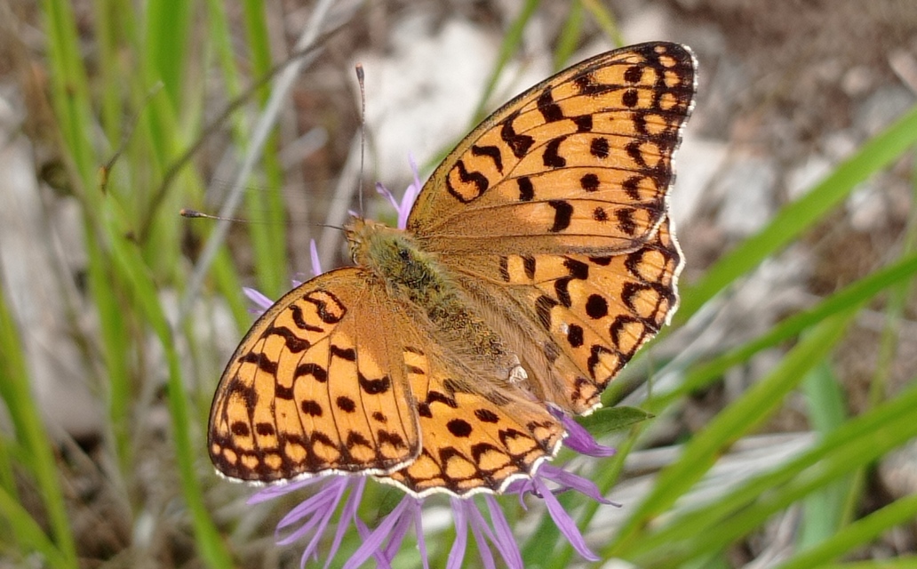 Argynnis adippe - ezüstös gyöngyházlepke