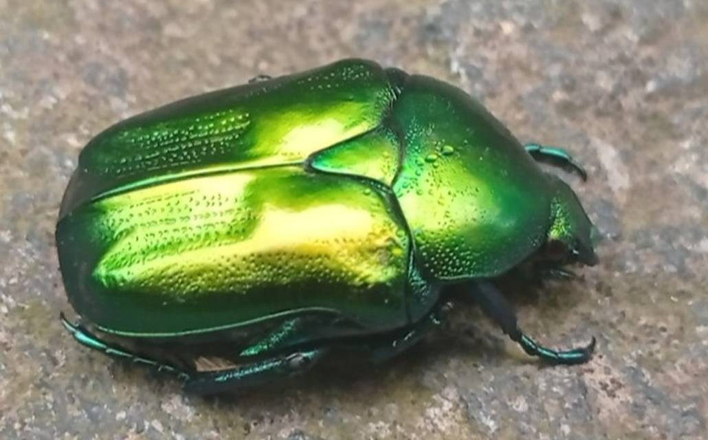 Protaetia affinis - smaragdzöld virágbogár
