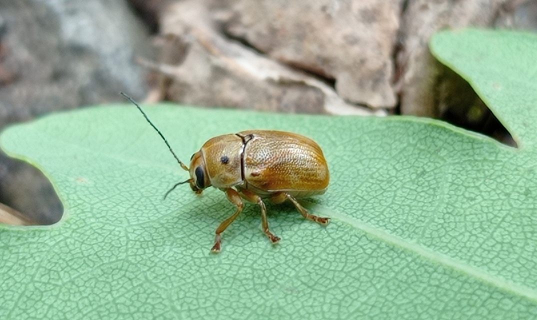 Cryptocephalus octomaculatus - nyolcfoltos zömökbogár