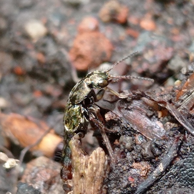 Abemus chloropterus - ékes holyva