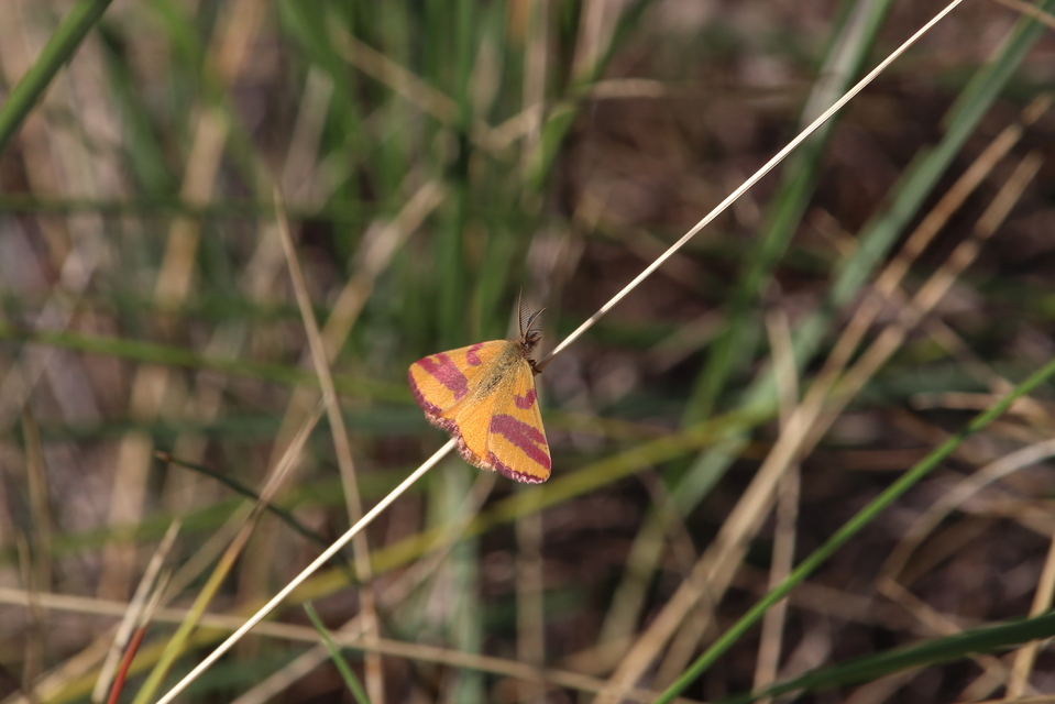 Lythria cruentaria - bíborcsíkos araszoló