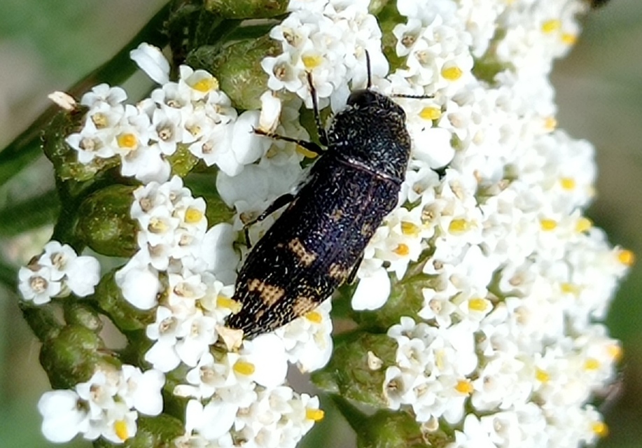 Acmaeoderella flavofasciata - sárgacsíkos zömökdíszbogár