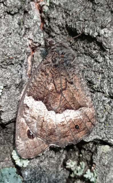 Hipparchia fagi - szürkeöves szemeslepke