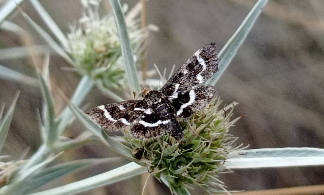 Pyrausta nigrata - fehérpettyes kormosmoly
