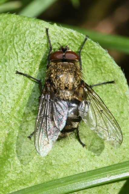 Pollenia