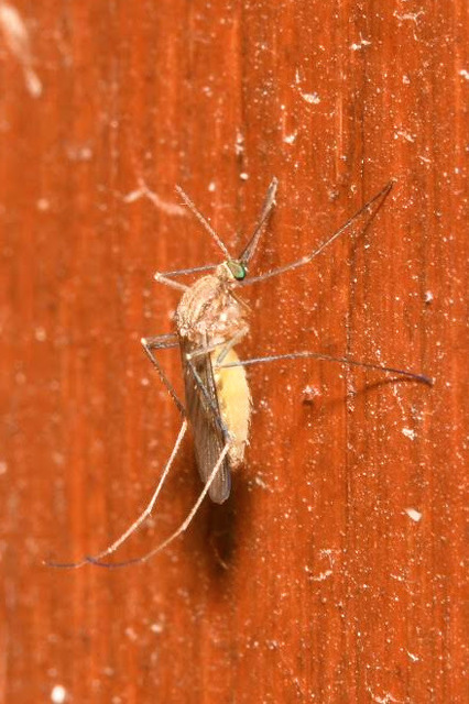 Culex pipiens - dalos szúnyog