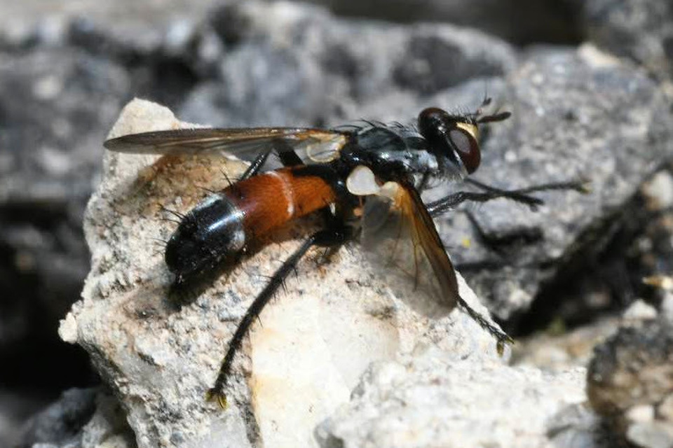 Cylindromyia intermedia