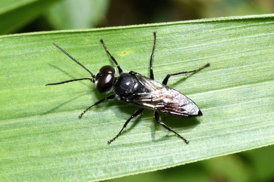 Astata