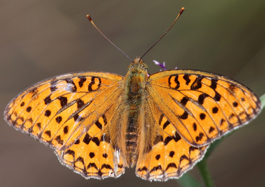 Argynnis adippe - ezüstös gyöngyházlepke