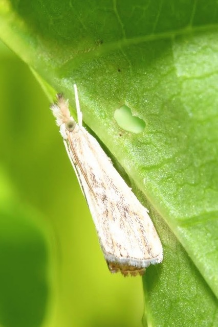 Catoptria verellus - kormos fűgyökérmoly