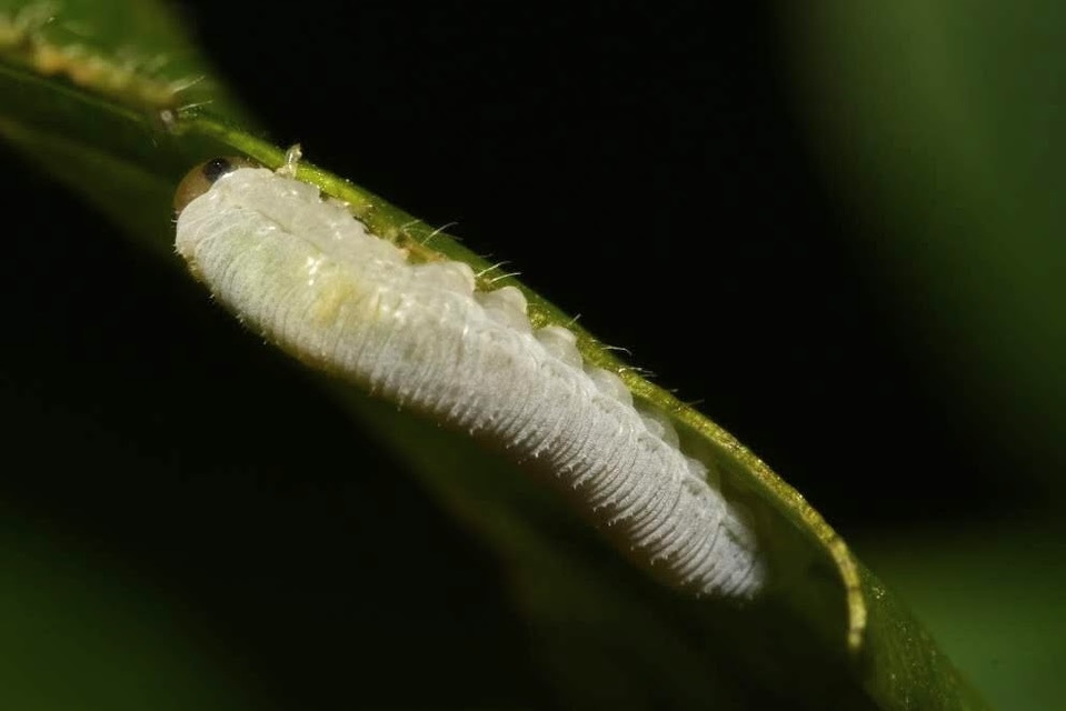 Monophadnus spinolae