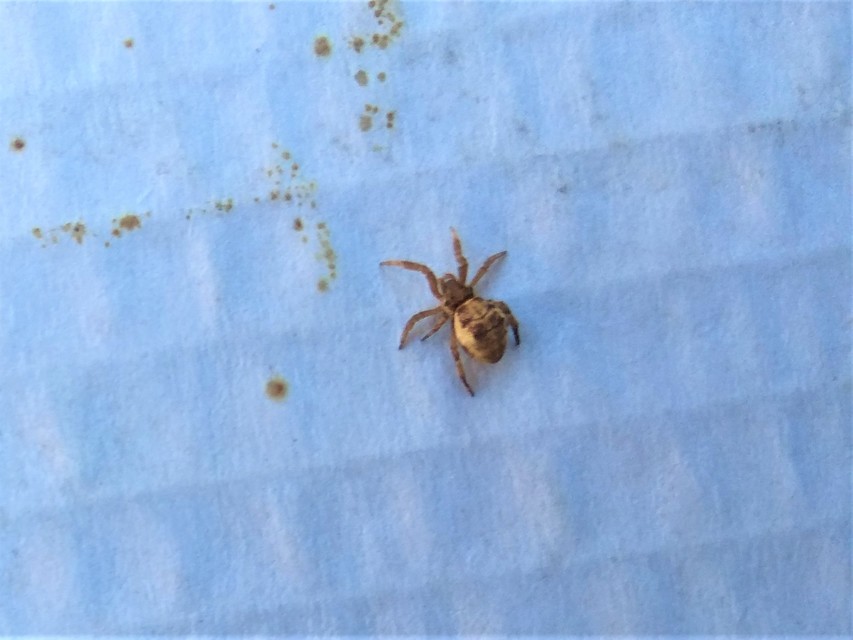 Hyptiotes paradoxus - furcsapók