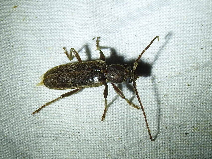 Trichoferus campestris - szállóvendég éjicincér