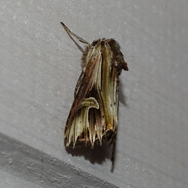 Actinotia polyodon - nagy sugarasbagoly