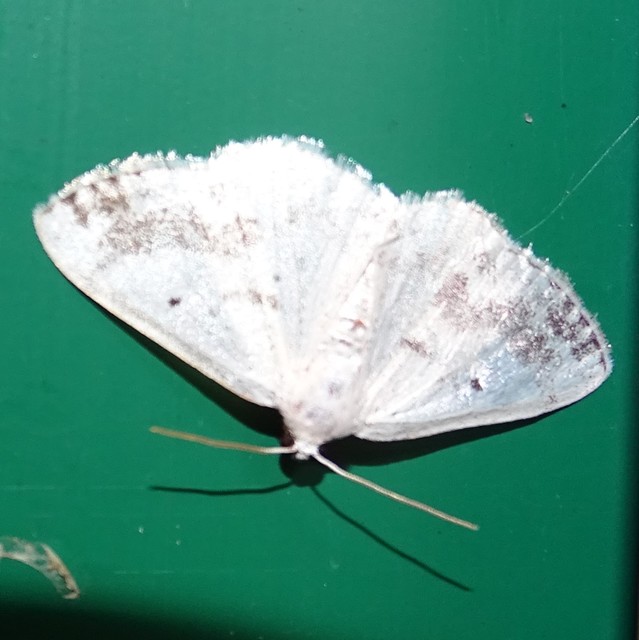 Lomographa temerata - foltos fehéraraszoló
