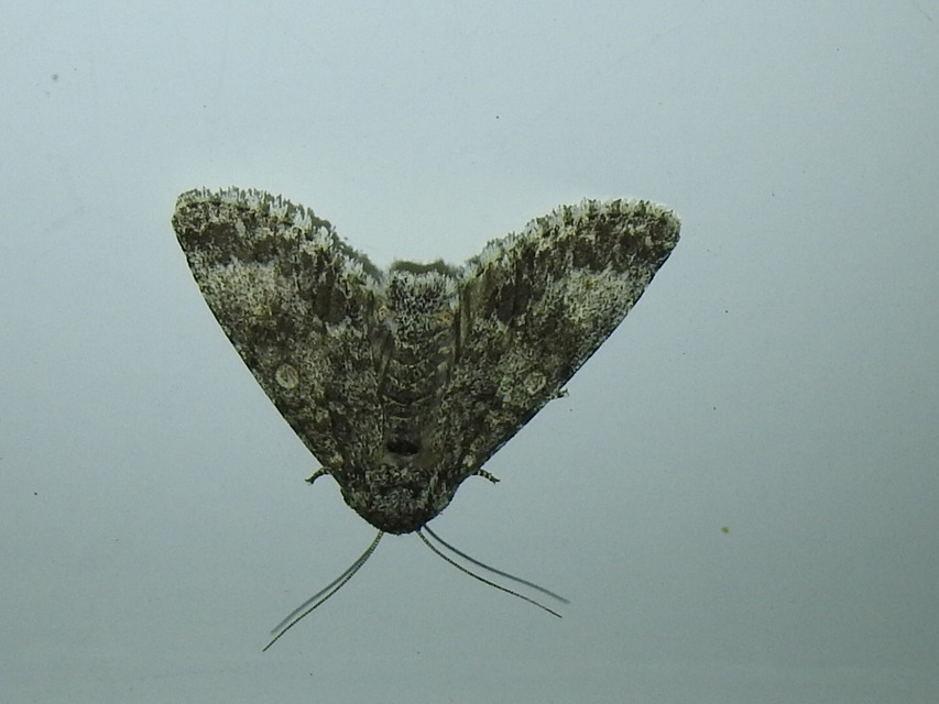 Acronicta megacephala - nagyfejű szigonyosbagoly