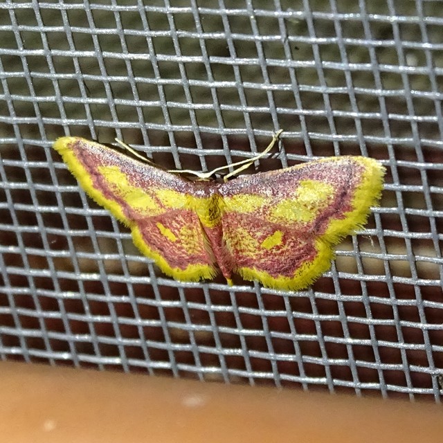 Idaea muricata - mocsári pirosaraszoló