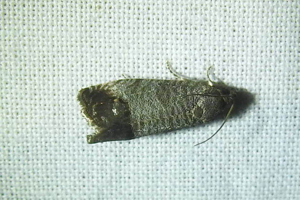 Cydia pomonella - almamoly