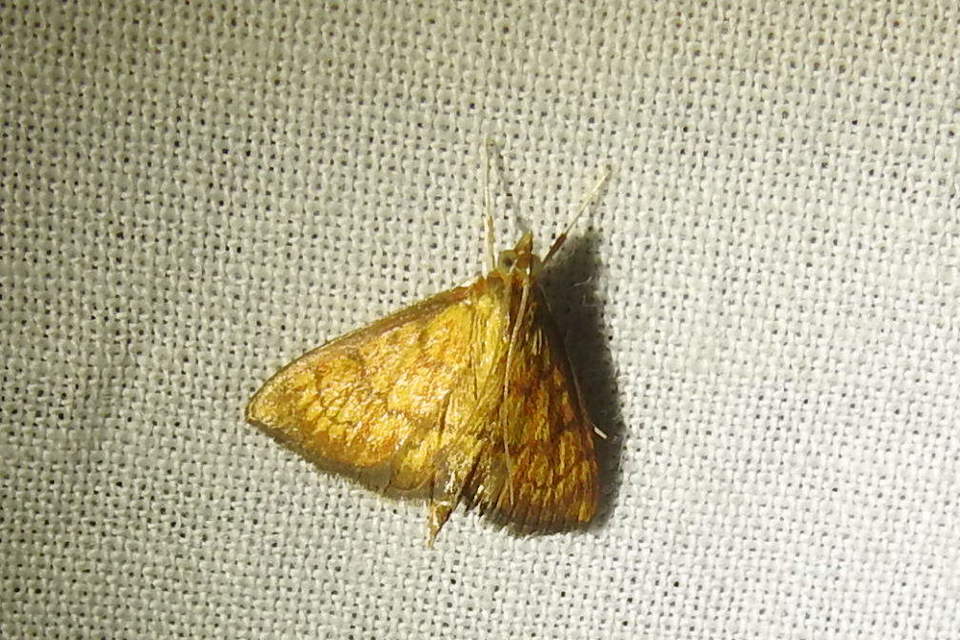 Ecpyrrhorrhoe rubiginalis - rozsdavörös tűzmoly