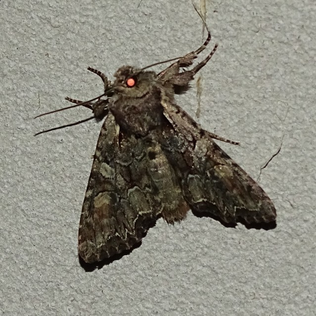 Lacanobia thalassina - borbolya-kertibagoly