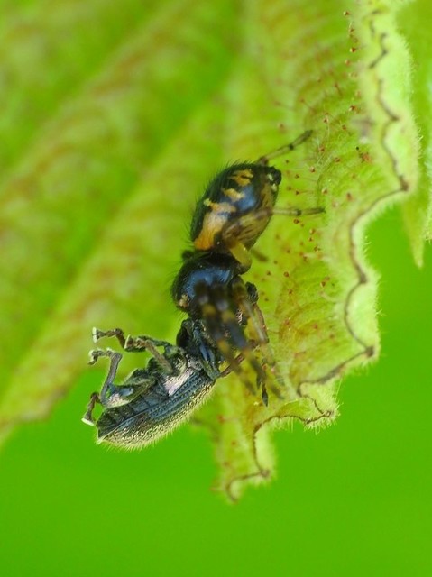 Synema globosum - fekete-sárga karolópók