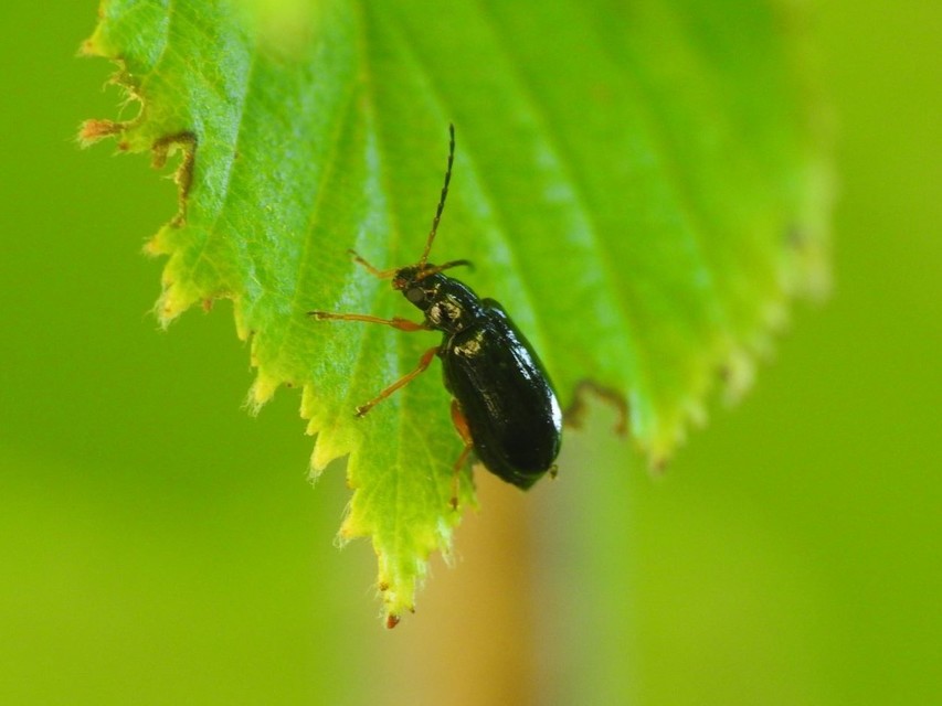 Luperus xanthopoda - sárgalábú szillevelész