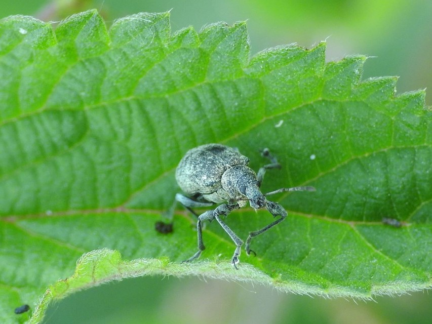 Phyllobius pomaceus - csalán-levélormányos