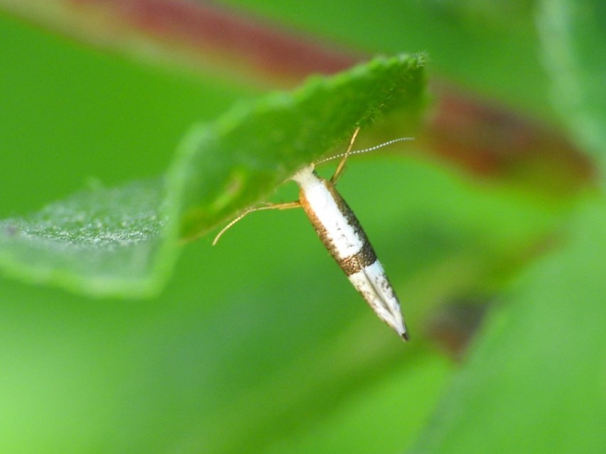 Argyresthia
