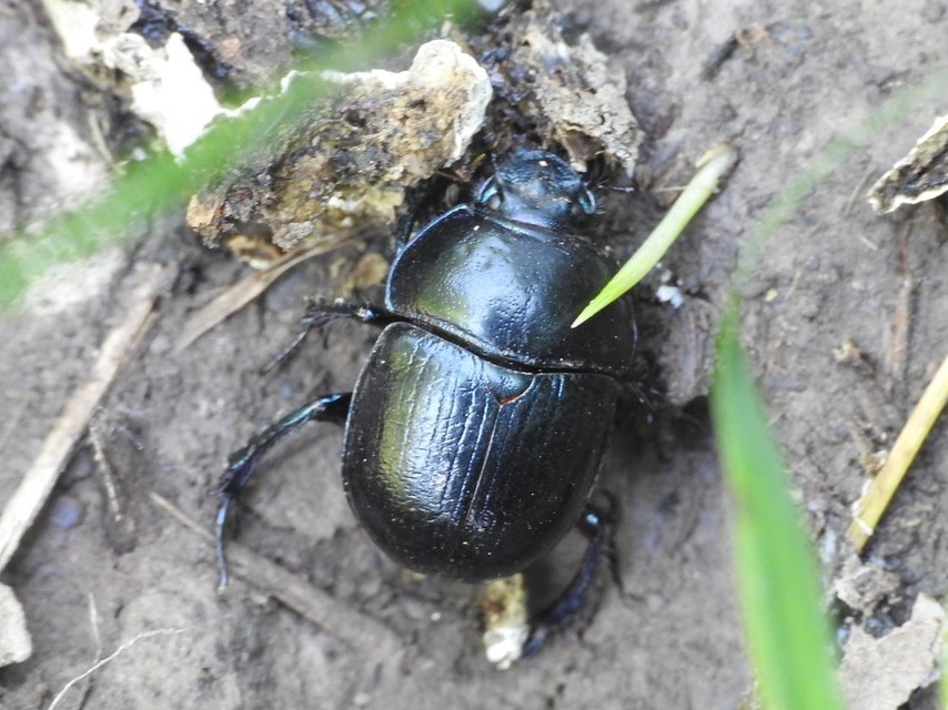 Anoplotrupes stercorosus - erdei álganéjtúró