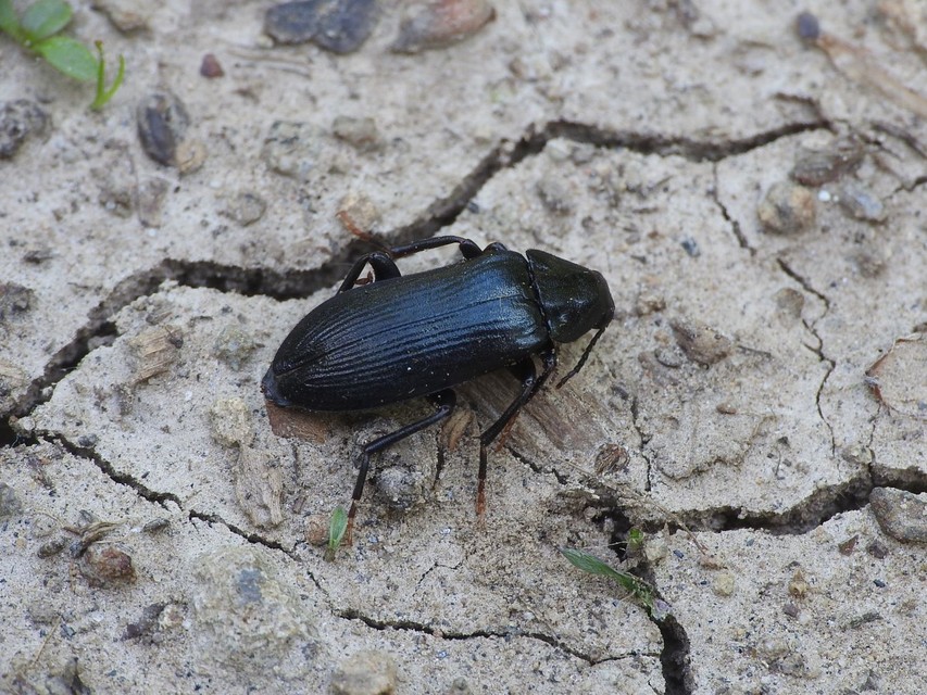 Melandrya caraboides - fémkék komorka