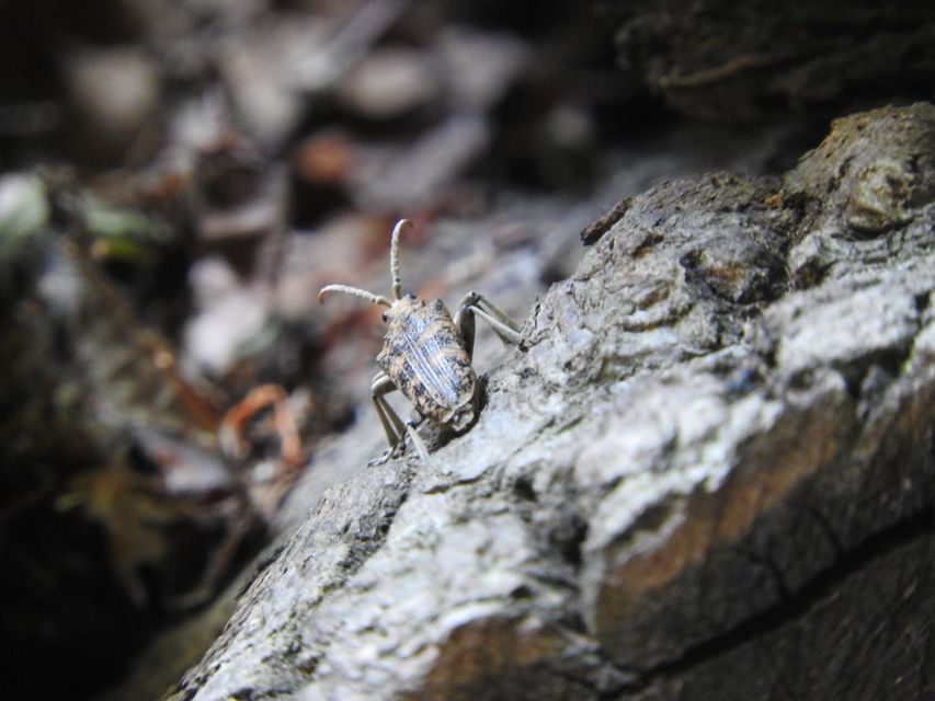 Rhagium sycophanta - tölgyes-tövisescincér