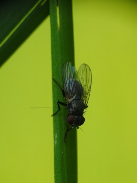 Fannia