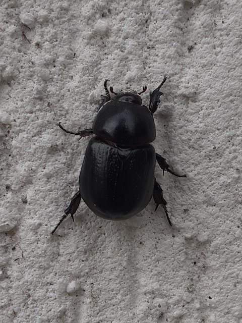 Pentodon idiota - butabogár