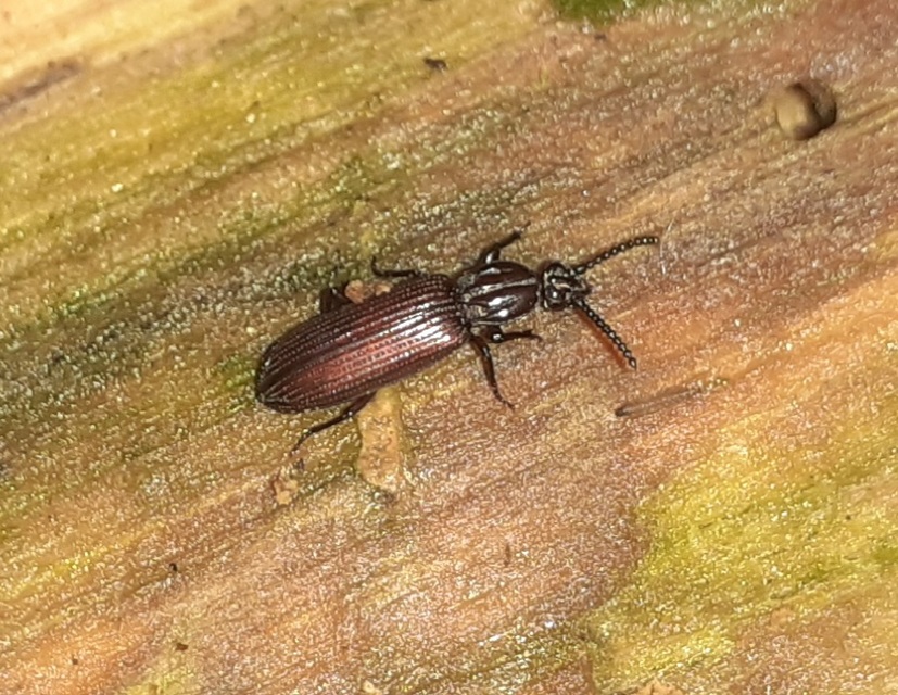 Rhysodes sulcatus - kerekvállú állasbogár