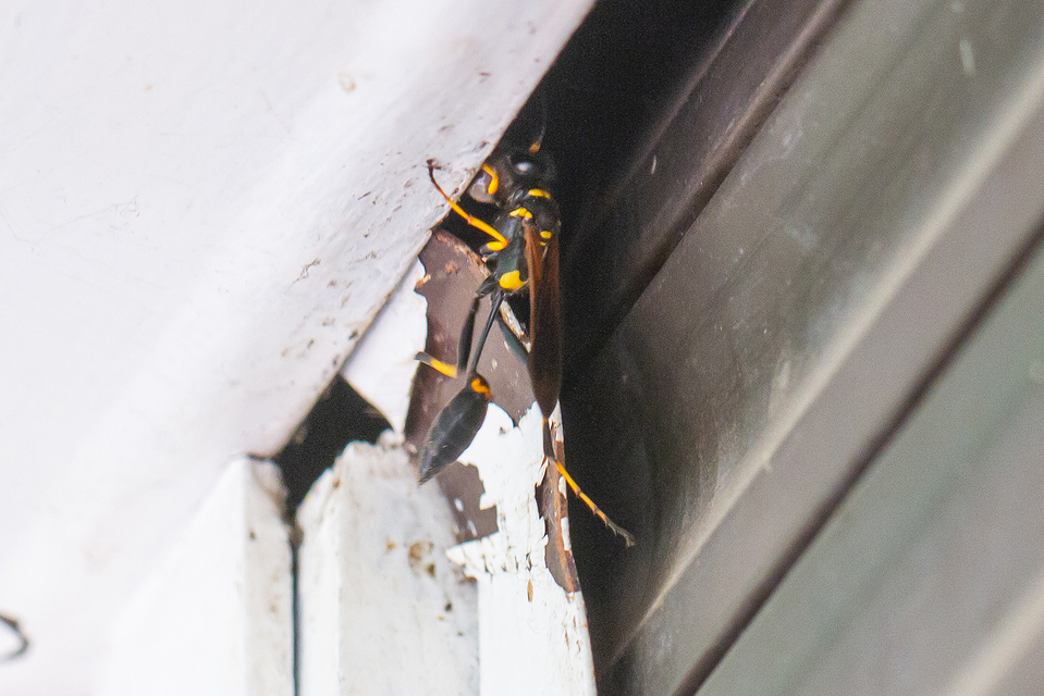 Sceliphron caementarium - feketenyelű lopódarázs