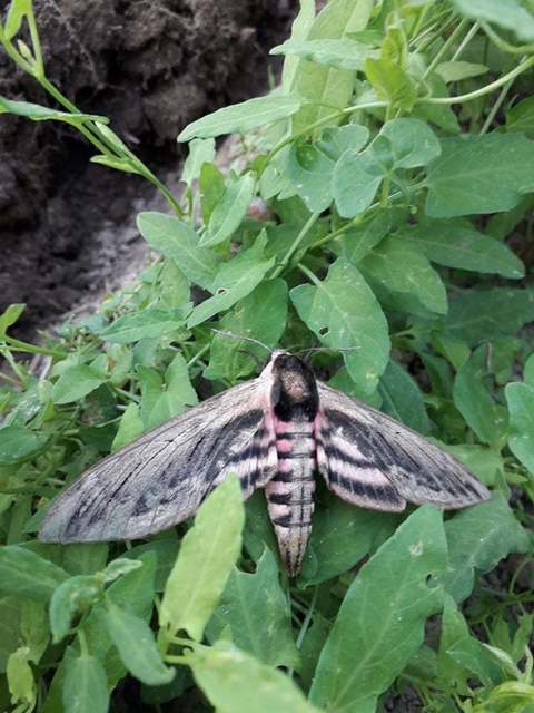 Sphinx ligustri - fagyalszender