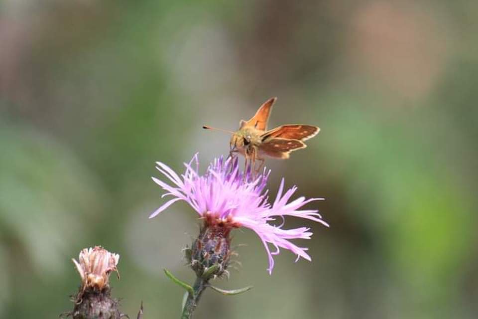 Hesperia comma - vesszős busalepke