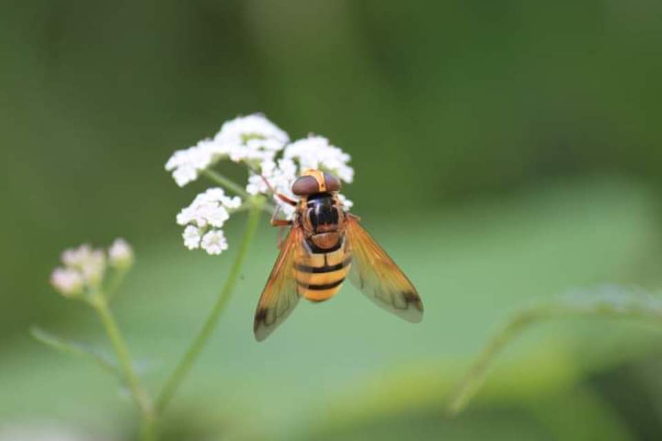 Volucella inanis - háromöves pihelégy