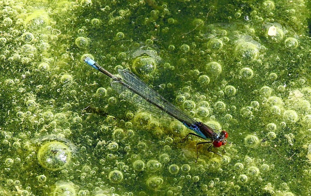 Erythromma viridulum - kis pirosszemű-légivadász