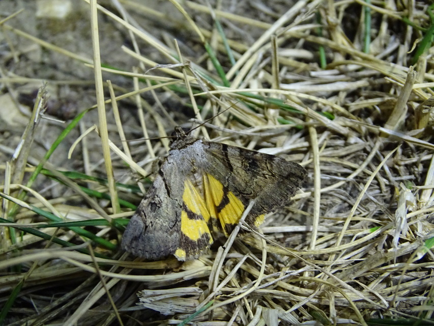 Catocala hymenaea - kökény-övesbagoly